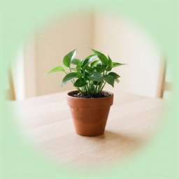 Potteplante i en terrakottapotte